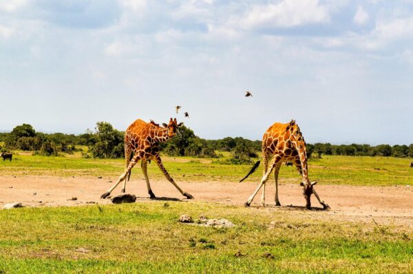 Africa – Amazing African Safari - Image 4