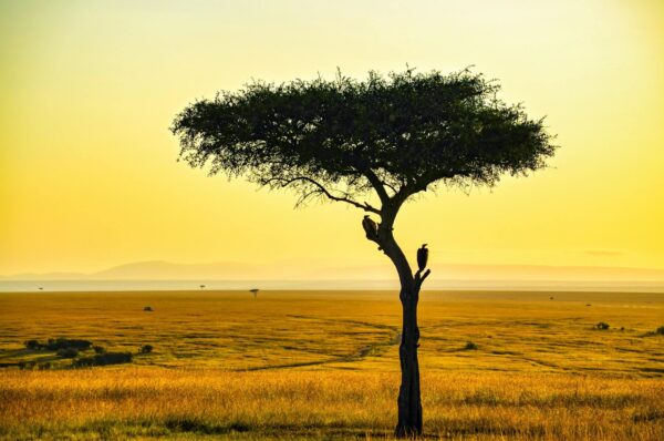 Africa – Amazing African Safari - Image 5